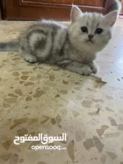  2 بريتش سلفر بيوووور