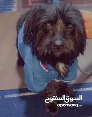  1 كلب فرنسي للبيع بداعي السفرر للبيع بداعي السفر ملب امور و لون بلانك