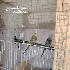  4 طيور حب عصافير حب