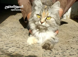  1 قطه شيرازي مع طفلها ب10000الف