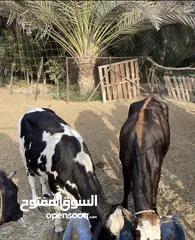  5 ابقار للبيع