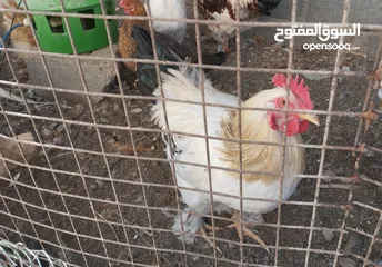  2 حبش و ديك كوشن  و دجاجه باكستاني