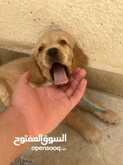  3 كلب قولدن جهاز مع كل مطاعيم و جواز سفر و مايكرو تشيب ذكر