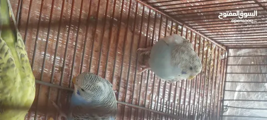  7 عصافير للبيع