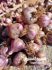  2 ثوم عماني إنتاج الجبل الاخضر
