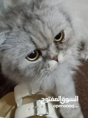  14 قطه هملايا انثى