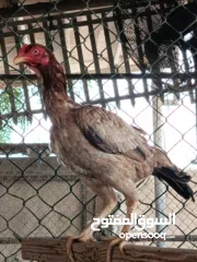  3 A unique breed Chickens and fighter also.