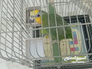  5 ببغاء امزوني حبه جانبو متكلم اليف ريش كامل.للبيع قابل البدل على طيور