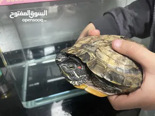  2 red eared slider water turtle