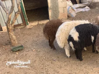  3 خراف بلدي اضاحي للبيع تربية منازل