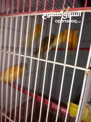  3 كنار مقنبر