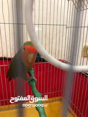  2 ببغاء الروز طفرة أورنج فيس ماشاءالله مغرد حركي مش مرييييض ابداًللبيع