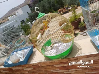  20 عصافير كنار للبيع جواز جاهزه في  اشي مع بيض واشي مش مع بيض وفي فراخ صغار جواز