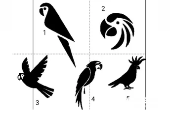  6 تفصيل حواجيل لجميع انواع طيور يوم طلب عندك ونسوي لك رسمه طيرك