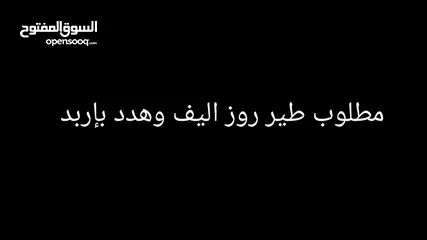  2 مطلوب طير روز اليف وهدد بإربد