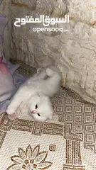  6 قطط سكوتش فولد