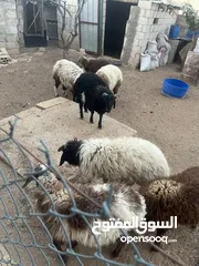  3 خرفان بلديه اضحيه او عقيقه للبيع بسعر مغري