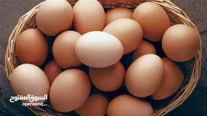  1 بيض بلدي طازج.  Organic egg
