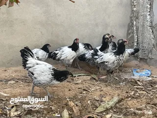  2 دجاج ملكي ابيض جامبو