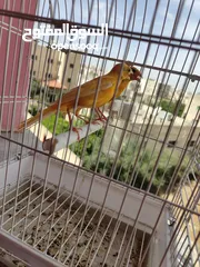  4 طواير بنديق