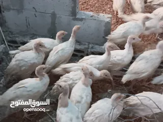  3 صيصان حبش هولندي أبيض الحجم الجامبو العمر 3 شهور