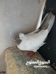  2 فحول وطواير للبيع