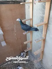  10 حمام للبيع سعر حرق كلهن مكفولة