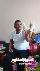  1 كوكاتيل اليفين جداا