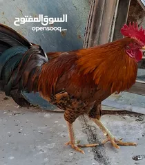  2 ديج عرب نوع شمسي للبيع