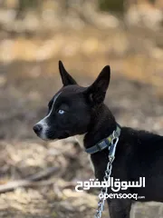  5 هاسكي انثى للبدل او البيع