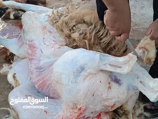 13 لحام منزلي متنقل لذبح كافة الاضاحي والعقائق والنذور