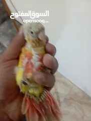  3 فراخ جرين شيك