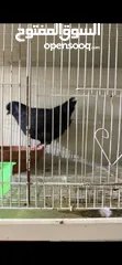  2 Modena pigeon حمام مودينا