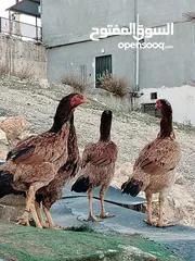  13 متاح بيض باكستاني خط اول..