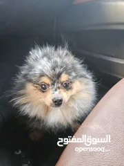  3 فرصة للتميز واقتناء كلب باومارينيوم نادر و مميز
