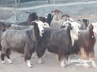  2 رموج من حلال بني سعيد ماشاء الله