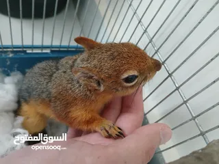  1 للبيع اليفة ونشطة وسهلة التربية عمر 7-6 اشهر بالصلاة على النبي لعشاق الحيوانات المميزة