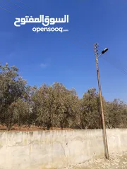  2 من أجمل قطع الرمان جميع الخدمات مشجرة