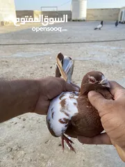  6 حمام للبيع