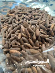  1 Pine Nuts, صنوبر، جلغوزه