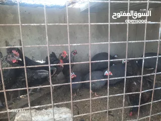  6 دجاج بلدي  وفرعوني وفيومي ولمبرغين