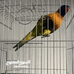  3 ببغاء لوري اليف  Cute Lori parrot