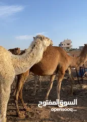  1 بسم الله الرحمن الرحيم  موجود اضاحي نياق واجمال