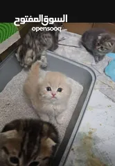  4 قط ذكر شعر طويل أطراف قصيره لون كرميل مميز العمر 3 أشهر