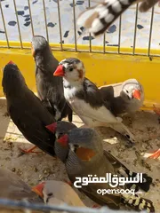  1 عصافير زيبرا