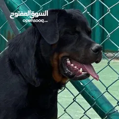  4 خدمه مبيت الكلاب وتدريبها