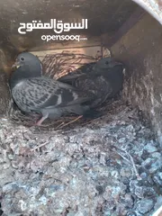 6 زغاليل حمام حجم كبير