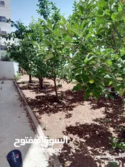  5 شقة فارغة - خلدا - 3نوم - 140م