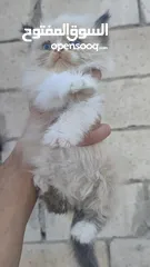  2 ذكر‎ راغدول عمر شهرين