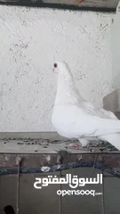  5 فحل وفراخ وطيره شغاله